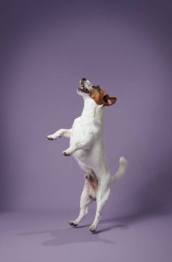 Jack Russell Terrier, mor bir arka planla orta sıçrayışta yakalandı. Köpeğin enerjik duruşu ve parlak ifadesi oyuncu kişiliğini gösteriyor..