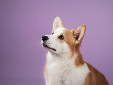 Bir Corgi, sakin ve özenli kişiliğini sergileyen tuhaf bir bakışla mor bir arkaplanda oturur. Görüntü, sakin bir stüdyo ortamında köpeğin meraklı doğasını ön plana çıkarıyor..