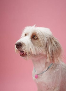 Küçük beyaz bir köpek, pastel pembe bir arka plana düşünceli bir ifadeyle yan yana bakarken yakalanır. Stüdyo aydınlatması tüylü kürkünü ve sakin kişiliğini ön plana çıkarıyor..