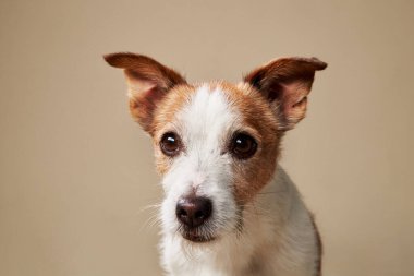 Bej arka planda Jack Russell Terrier 'ın yakın plan fotoğrafı. Köpek odaklanmış bakışlar ve dikkatli kulaklar keskin, temiz bir portre oluşturur..