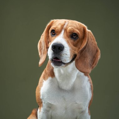 Bir av köpeği, yeşil arka plana karşı modern beyaz bir sandalyede dik oturur. Köpekler gevşemiş ama özgüvenli ifade kompozisyona cazibe katıyor..