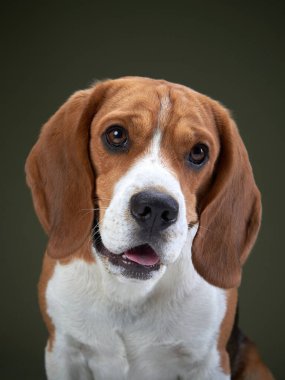 Kafası hafif eğik bir av köpeğinin yakın çekimi, karanlık bir arka plana karşı. Köpekler anlamlı gözler ve yumuşak kürk ayrıntıları çok güzel vurgulanmış..