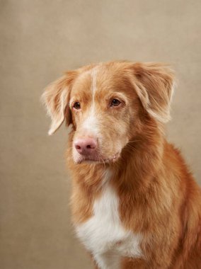 Bej bir arka planda Nova Scotia Duck Tolling Retriever pozu veriyor. Yumuşak altın kürk ve nazik ifade sakinlik ve sıcaklık saçar..