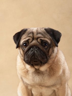 Bej bir arka planda oturan Pug köpeğinin yakın plan portresi, yüzünü renklendiriyor..