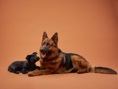 Bir Alman çoban köpeği ve siyah bir köpek yavrusu şeftali arka planda yan yana oturur, yürek ısıtan bir görüntü yaratırlar. Boyutları ve kürk dokularındaki kontrastlar kompozisyona derinlik katar.