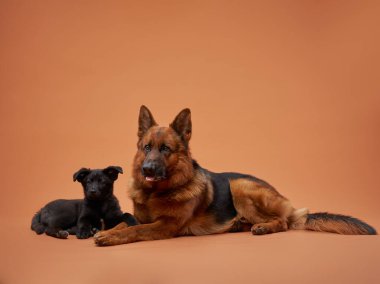 Bir Alman çoban köpeği ve siyah bir köpek yavrusu şeftali arka planda yan yana oturur, yürek ısıtan bir görüntü yaratırlar. Boyutları ve kürk dokularındaki kontrastlar kompozisyona derinlik katar.