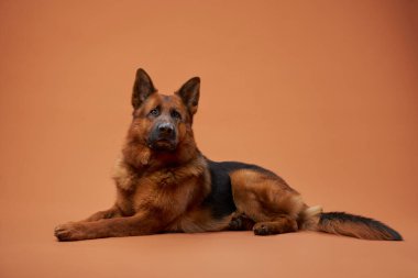 Bir Alman kurdu şeftali arkaplanda, ön pençeleri öne doğru uzanmış şekilde uzanıyor. Köpekler sakin duruş ve parlak palto davetkar, sıcak bir portre oluşturur..