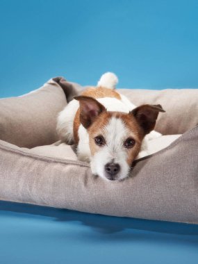 Jack Russell Terrier adında biri canlı bir mavi arkaplana yaslanmış, huzurlu görünüyor. Yatağın yumuşak dokusu rahat atmosferi güçlendirir..
