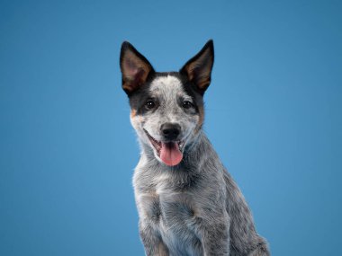 Mavi bir dümenci mavi arka planda büyük ölçüde gülümser, mutluluk ve enerji saçar. Canlı ayar köpeklerin neşeli ve neşeli kişiliklerini ön plana çıkarıyor..