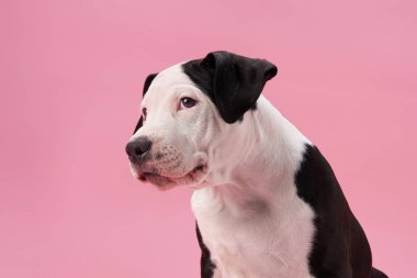 Siyah ve beyaz bir köpek, sakin bir şekilde pembe bir arkaplanda poz veriyor, sakin ve zarif tavrını sergiliyor. Yumuşak tonlar köpeklerin keskin kontrastını ve eşsiz ceket desenini arttırır..
