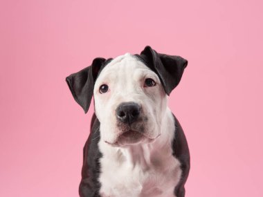 Pembe arka planda siyah ve beyaz bir pitbull 'un yakın çekimi, nazik ve odaklanmış ifadesini vurguluyor. Canlı renkler köpekleri sakinleştiriyor..