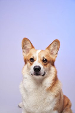 Bir Corgi, sakin ve odaklanmış bir şekilde yumuşak bir pastel arka plana dikkatle bakar. Huzur ortamı köpeklerin akıllı ve sakin tavırlarını vurguluyor..