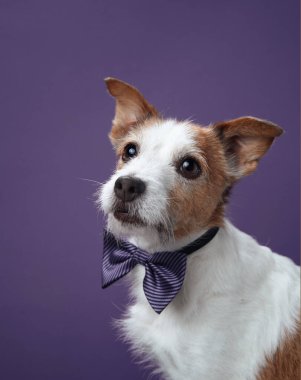 Parlak altın bir papyon takan Jack Russell Terrier mor bir arka planda rahatça oturuyor. Aksesuar, köpeklerin neşeli ve neşeli kişiliklerini ön plana çıkarıyor..