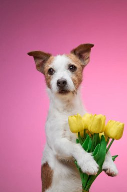 Bir Jack Russell Terrier, yumuşak pembe arka planda bir demet sarı laleyi tutuyor. Canlı fotoğrafta köpek tatlı ve neşeli tavırlar sergiliyor..