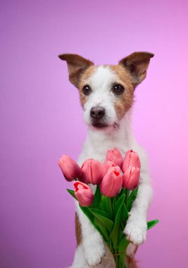 Bir Jack Russell Terrier pembe çiçekleri yumuşak pembe bir arka plana poz verirken tutuyor. Görüntü, köpekleri ilginç ve büyüleyici bir şekilde canlı bir şekilde yakalıyor..