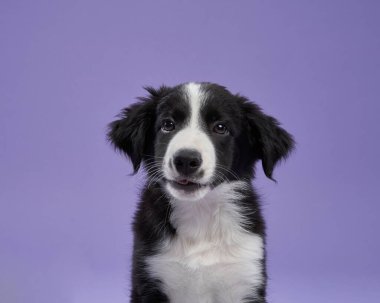 Siyah beyaz bir çoban köpeği mor arka planda oturur ve başını hafifçe eğer. Meraklı ifadesi portreyi çekici kılıyor..