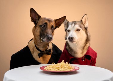 Belçikalı bir Malinois ve Sibiryalı bir Husky resmi olarak yemek masasında yan yana oturuyorlar. Modaya uygun düzen onların sakin ve sakin davranışlarını yansıtıyor..