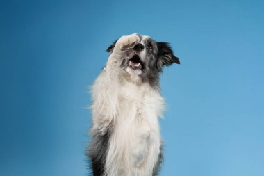 Pofuduk bir Border Collie, sakin ve tetikte bir şekilde mavi bir zemine karşı dimdik oturur. Simetrik duruş ve gevşek kulaklar köpeğin nazik doğasını vurgular..