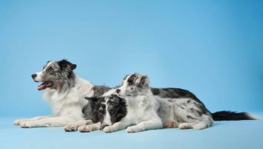 İki Sınır Çobanı, sakin ve rahat görünerek, pürüzsüz mavi bir arka planda yan yana uzanıyorlar. Kabarık tüylü kürkleri katı renk zeminine karşı kontrasttır.