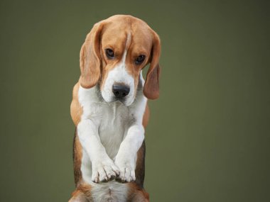 Bir av köpeği oturur ve sakin ve nazik bir ifadeyle ileri bakar. Yumuşak ışıklandırma sahnenin huzurlu atmosferine katkı sağlar..