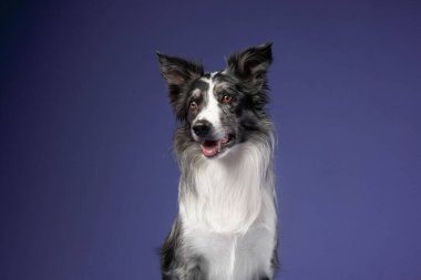 Bir Border Collie 'nin yakından çekilmiş portresi. Derin mor bir arka planı var. Özenli bakışları ve keskin özellikleri var. Işıklandırma kürkün dokusunu vurguluyor..