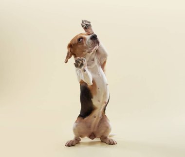 Bir av köpeği havalanıyor, kulakları çınlıyor ve pençeleri uzanıyor. Açık renkli arkaplan hareket duygusunu arttırır.