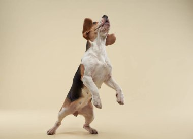Bir av köpeği havada yakalanır, ön bacakları sanki bir şeye uzanıyormuş gibi tamamen açılır. Tarafsız zemin hareketlere odaklanmamızı sağlıyor..