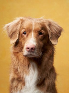 Nova Scotia Duck Tolling Retriever tarafsız bir arkaplanda oturur ve doğrudan kameraya bakar. Köpekler zengin kırmızı kürk çevreyle çelişiyor..
