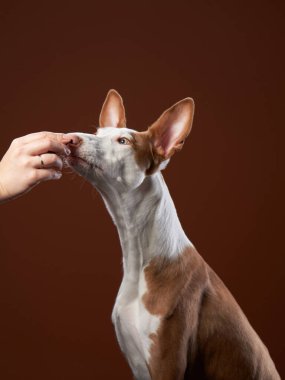 Bir İbizan Tazısı zengin bir kahverengi arka plana yakalanmış bir elden ödül almak için boynunu ileri uzatır. Odak, uzun burnu vurgular..