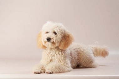 Krem rengi bir kaniş, hafif bir yüzeye rahatça uzanır tüylü kürkü ona rahat ve rahat bir görünüm verir..