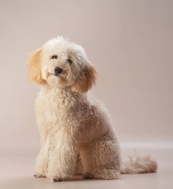 Kıvırcık kürklü bir kaniş, sakin ve dengeli bir izlenim veren yumuşak bir ortamda dikkatlice oturur..