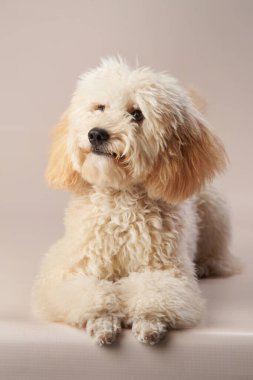 Krem renkli bir kaniş dik oturur, kıvırcık kürkü açık arkaplanda yumuşak ve davetkar bir doku yaratır..