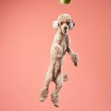 Kıvırcık saçlı bir kanişin pembe arka planda yükseğe zıplayarak topa uzanırken fotoğrafı çekilir. Köpeğin kürkü bakımlıdır ve gövdesi tamamen havada uzar..