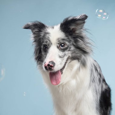 Bir çoban köpeği, dili hafifçe açık poz verir, neşeli ve memnun görünür..