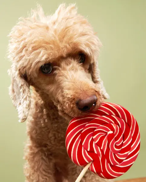 Bir kaniş ağzında büyük kırmızı beyaz bir lolipop tutar ve komik ve sevimli bir sahne yaratır..