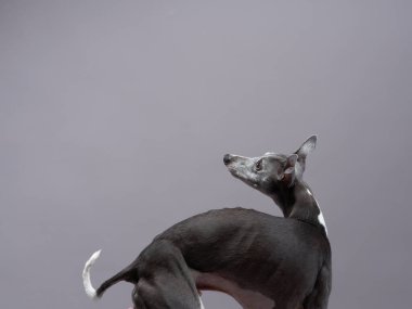 Bir İtalyan Greyhound yerde yatıyor, vücudu uzanıyor ve başı yana dönüyor..