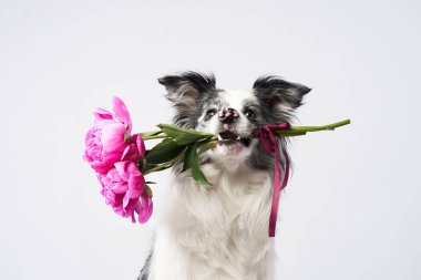 Bir Border Collie pembe bir çiçeği nazikçe ağzında tutar ve sevimli bir ifadeyle kameraya bakar. Çiçek havası köpeklerin özenli duruşuna cazibe katıyor..