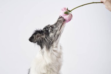 Bir Border Collie insan eliyle sunulan pembe çiçeği koklamak için boynunu uzatır. O an merakı ve eğlenceyi yakalar..