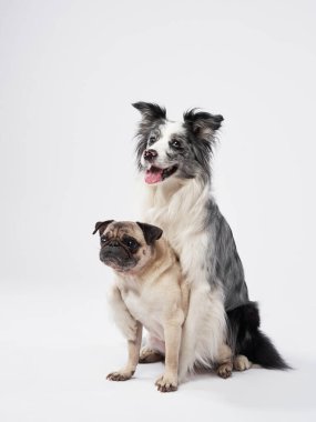 Bir pug güvenli bir şekilde bir Border Collies ön ayakları arasında oturuyor, korunuyor gibi görünüyor. Yumuşak ışıklandırma aralarındaki sevgi bağını güçlendirir..