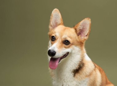 Pembroke Welsh Corgi, neşeli bir ifadeyle yakın plan çekimde, kulakları açık bir şekilde yakalanır. Sıcak yeşil arka plan köpekleri yumuşatır..
