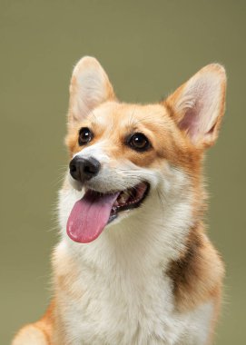 Bir Pembroke Welsh Corgi mutlu bir şekilde oturur, yumuşak yeşil bir arka plana karşı parlak bir ifadeyle nefes nefese kalır. Köpekler dost canlısı ve neşelidir..