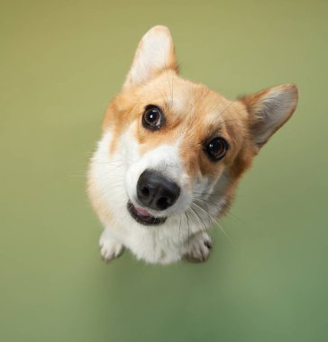 Bir Pembroke Galli Corgi, kameraya eğik bir kafa ve parlak gözlerle bakar. Yumuşak yeşil arka plan köpeklerin cazibesine sıcaklık katıyor..