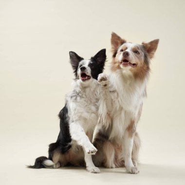 İki sınır köpeği bej bir arka planda yan yana oturur, biri patisini kaldırır. Yumuşak tüyleri ve özenli bakışları onları sevecen gösteriyor..