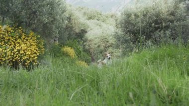 Teriyer, sık çiçek ve uzun yeşil çimenler arasında sakince gezinir..