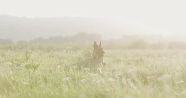 Malinois köpeği uzun otların arasında koşar. Sinema yumuşak tonu ve uzak dağlarıyla puslu çayır..