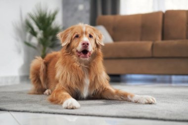 Nova Scotia Duck Tolling Retriever bir saksı bitkisinin ve yumuşak döşemelerin önünde dik ve gururla oturur. Köpek kendine güveniyor..