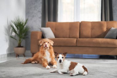 Bir Nova Scotia Duck Tolling Retriever Jack Russell teriyerinin yanında sakince bir halının üzerinde yatıyor. Her iki köpek de evde rahat görünüyor..