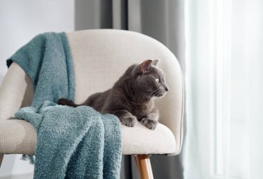 Gri bir kedi, kalın mavi bir battaniyeyle beyaz bir koltuğun üzerinde rahatça dinlenir. Doğal ışık odayı dolduruyor ve kapalı alanda sakin bir atmosfer yaratıyor..