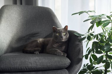 Gri bir kedi saksı bitkisinin yanındaki gri bir döşemede kıvrılır. Yumuşak gün ışığı ve ev dekorasyonu barışçıl bir hava yaratır..