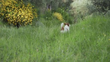 Teriyer köpeği çiçeklenen sarı çalıların arasında duruyor ve dikkatlice ileriye bakıyor..